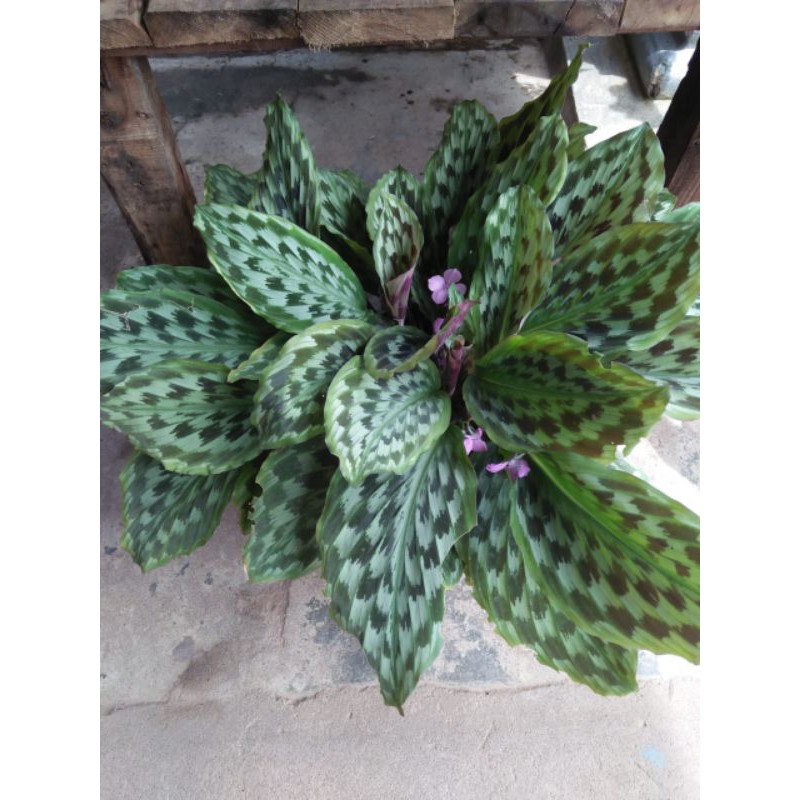 

clatea bulumerak