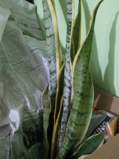 Tanaman Hias Lili Paris - Tanaman Umbi Umbian