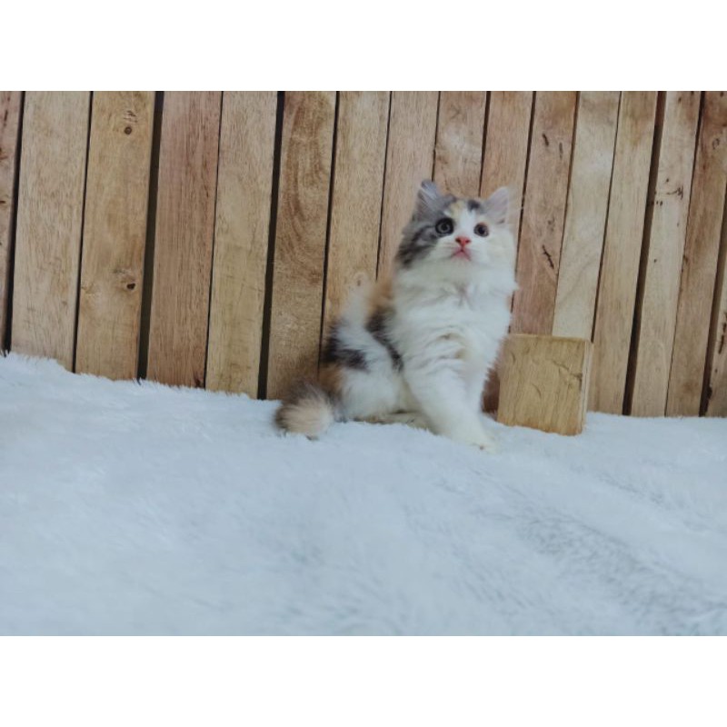 Harga Kucing Persia Peaknose Calico Terbaru November 2021  BigGo 