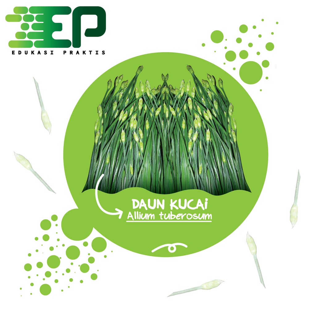 Paket Benih Kucai Praktis 1 Box (siap tanam) fullpack