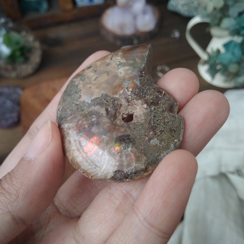 Fossil Ammonite C - fosil