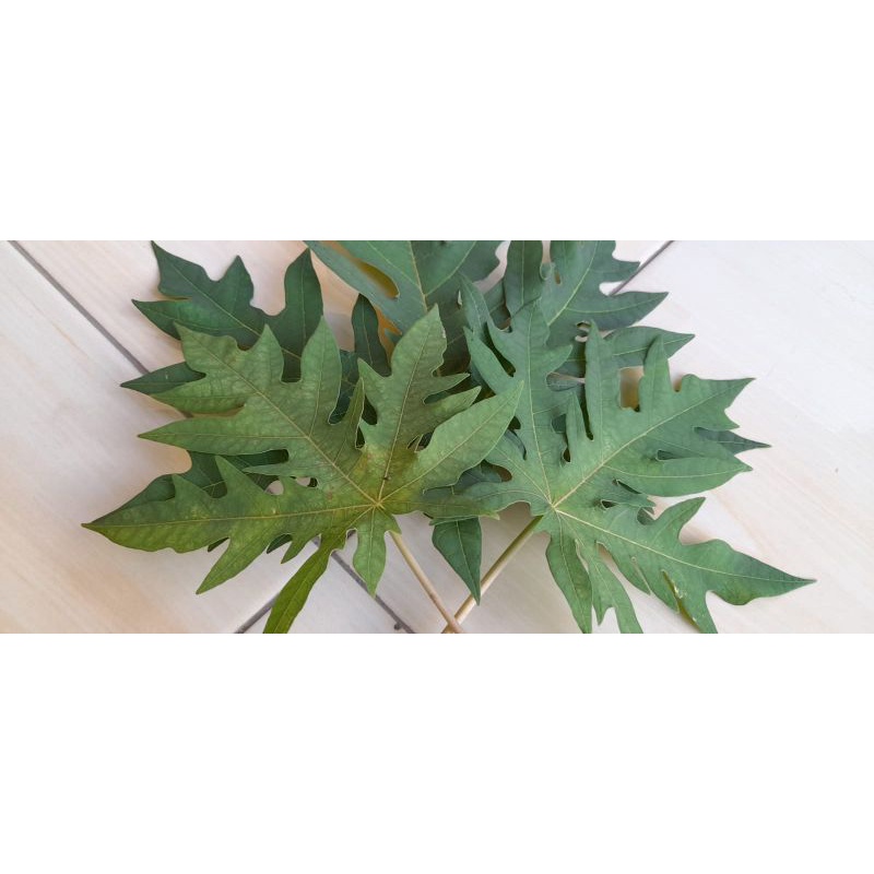 

Daun Pepaya