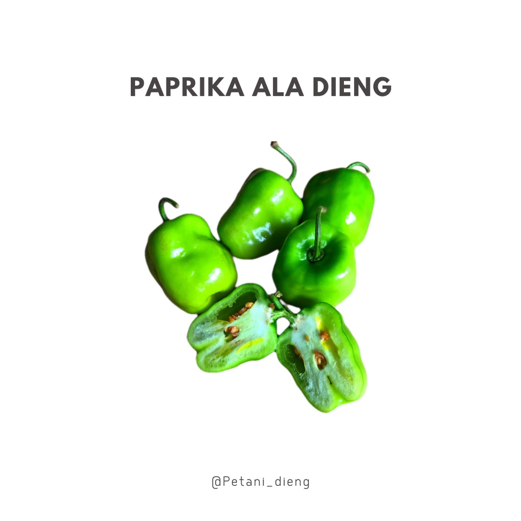 

PAPRIKA DIENG(MINI) 500g isi 5-10 buah-BUKAN PAPRIKA JUMBO.