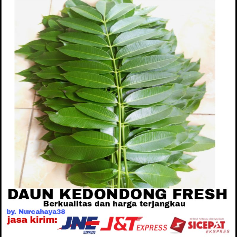 

Daun Kedondong Fresh Segar