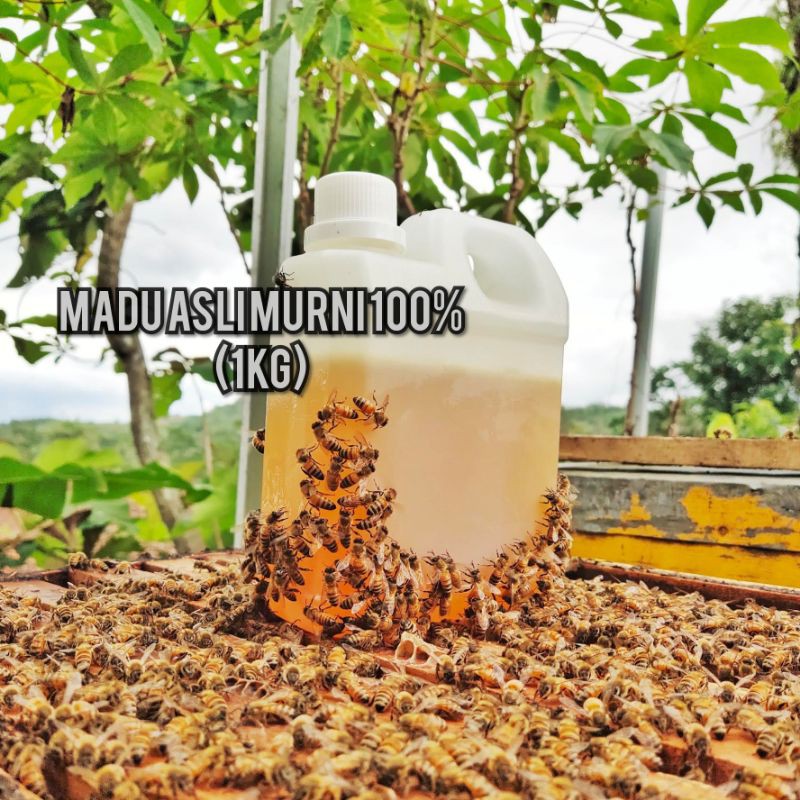 

Madu Murni Asli (1KG) sengon/randu/kopi/rumput/akasia/rambutan/madu hutan/klanceng/biroi/incisa