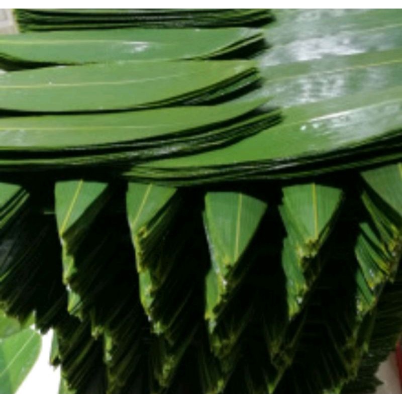 

daun bambu segar per ikat isi 60 lembar