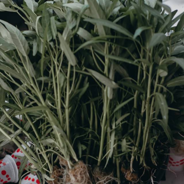 

Kangkung hidroponik
