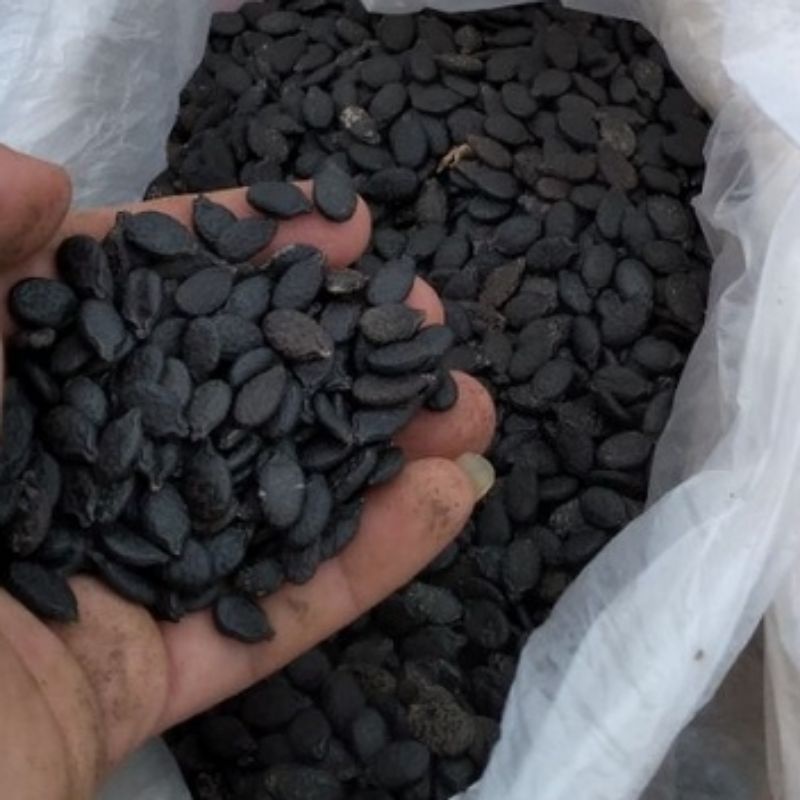 

20 BIJI GAMBAS HERBAL DIABETES