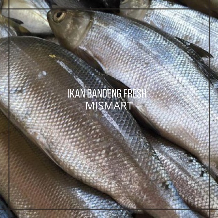 

IKAN BANDENG SEGAR - 1000-1100gr - 500-600gr