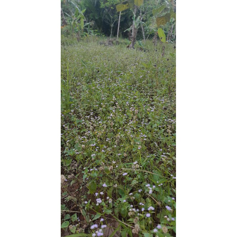 

Daun Bandotan Segar 500 Gram