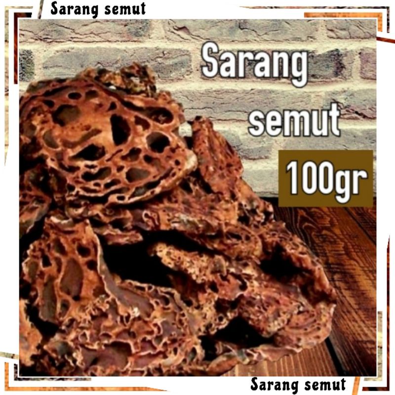 sarang semut 100gr