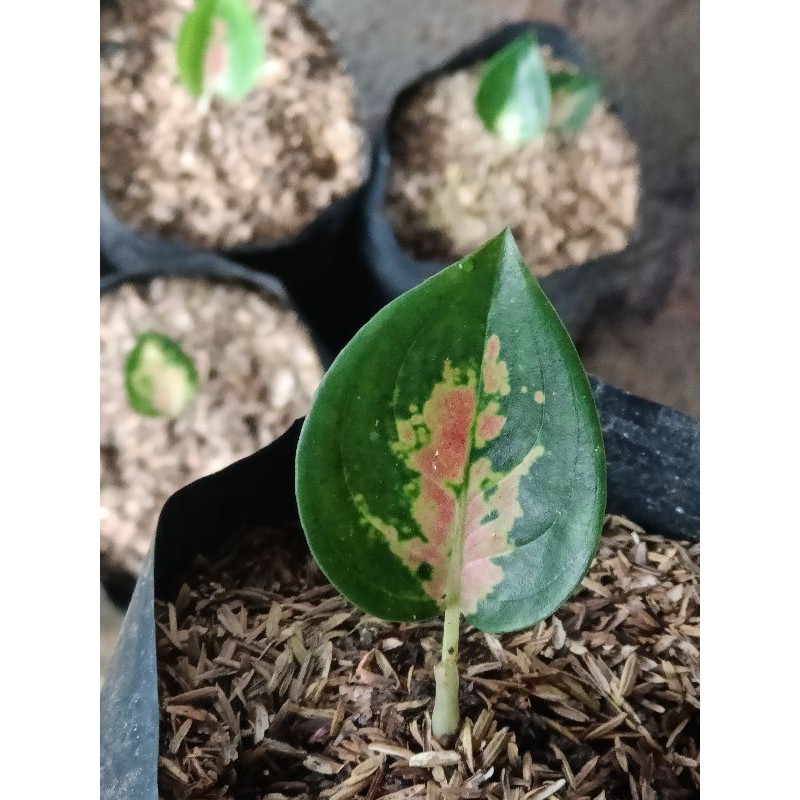 Aglonema Sultan Brunei baby