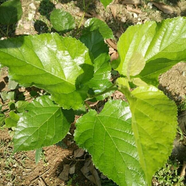 bibit pohon mulberry - buah mulberry
