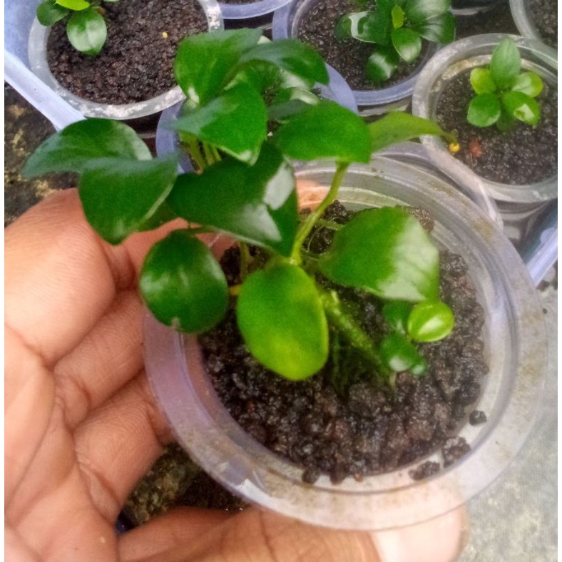 Anubias petit tanaman aquascape