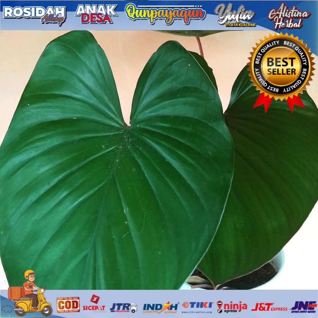 Hamalomena rubescans/tanaman hias hamalomena hutan