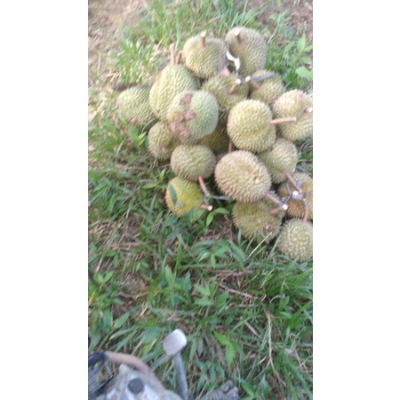 

durian