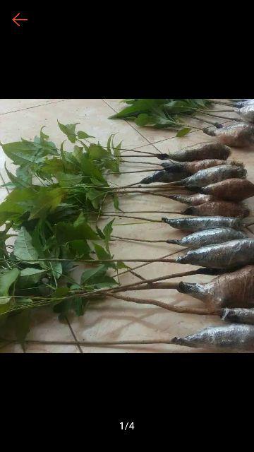 Bibit Tanaman Tabebuya Sakura