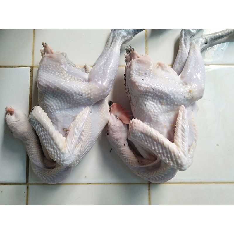 

AYAM.KAMPUNG 1 KG.(HIDUP)