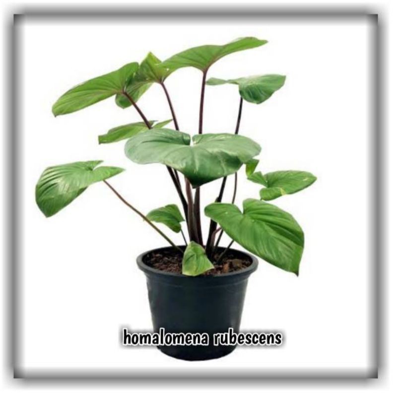 alokasia homalomena rubescens/homalomena rubescens alocasia