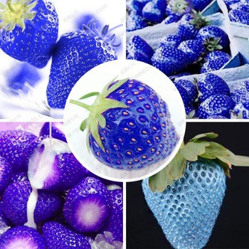 Isi 30 Butir Benih Buah Stroberi Biru / Blue Strawberry