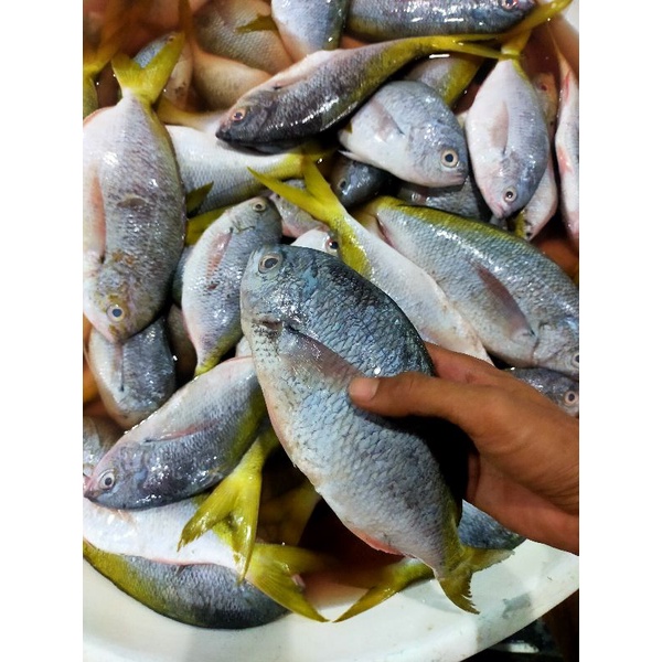 

ikan ekor kuning segar