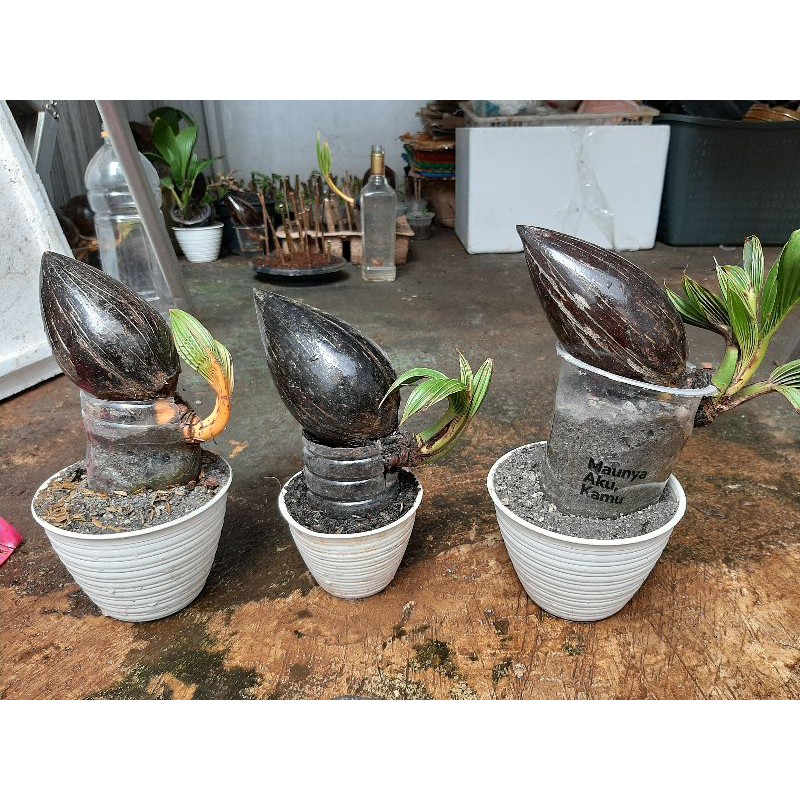 Bonsai Kelapa minion lonjong