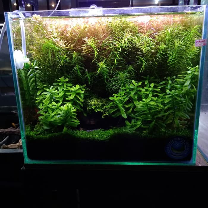 kandila filter hang-on/filter aquarium