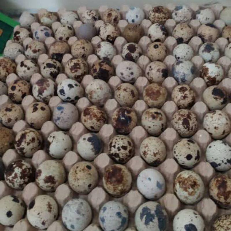 

RB Telur Puyuh Berkualitas Tinggi Protein 1kg/1/2kg