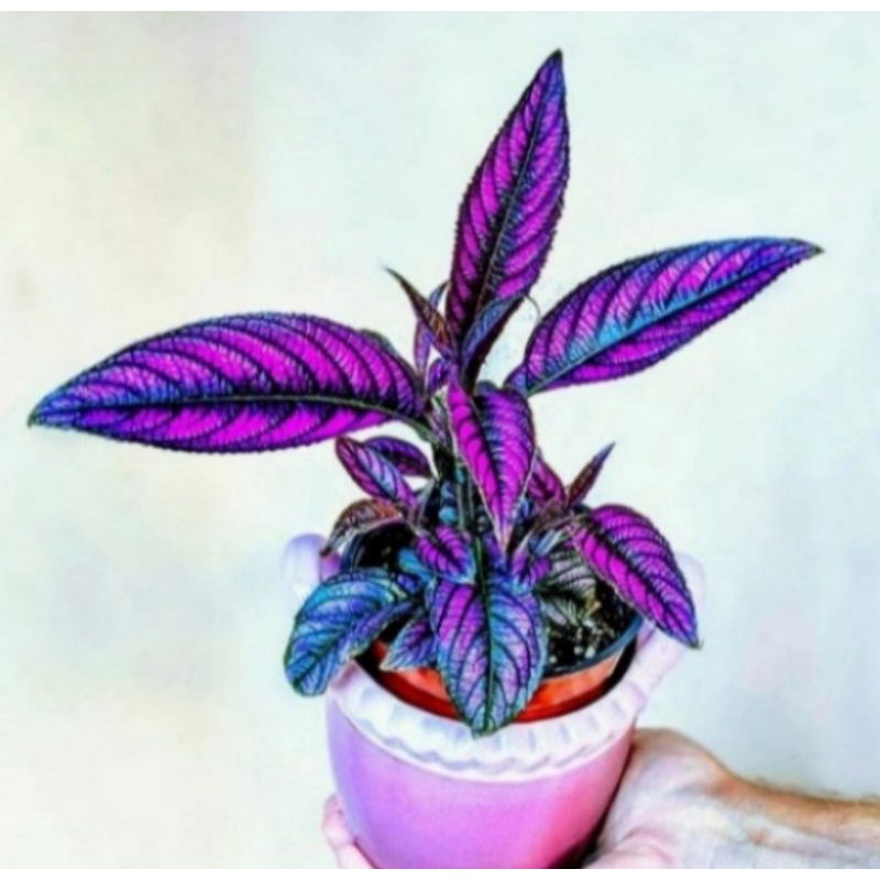 Pohon Miana Ungu / Miana Samber Lilin Tanaman Hias Pohon Daun Miana