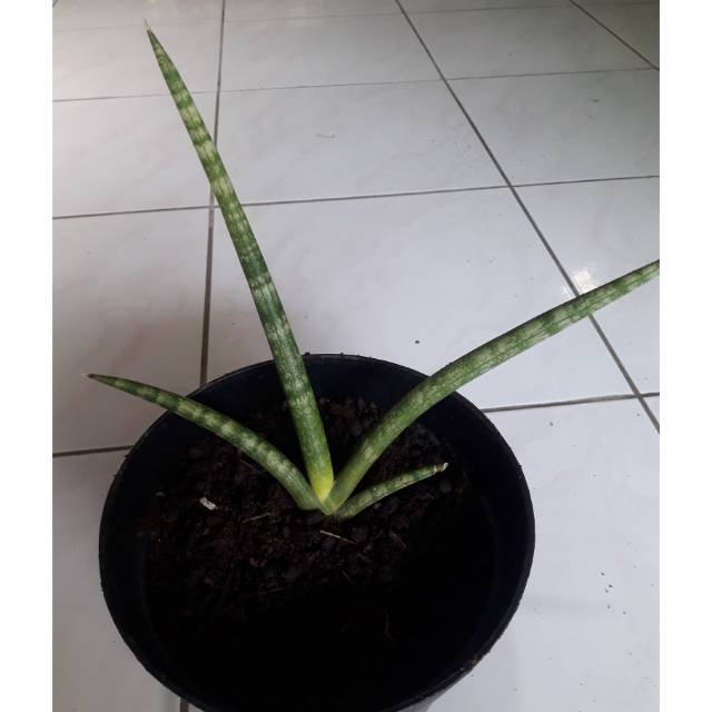 Sansiviera