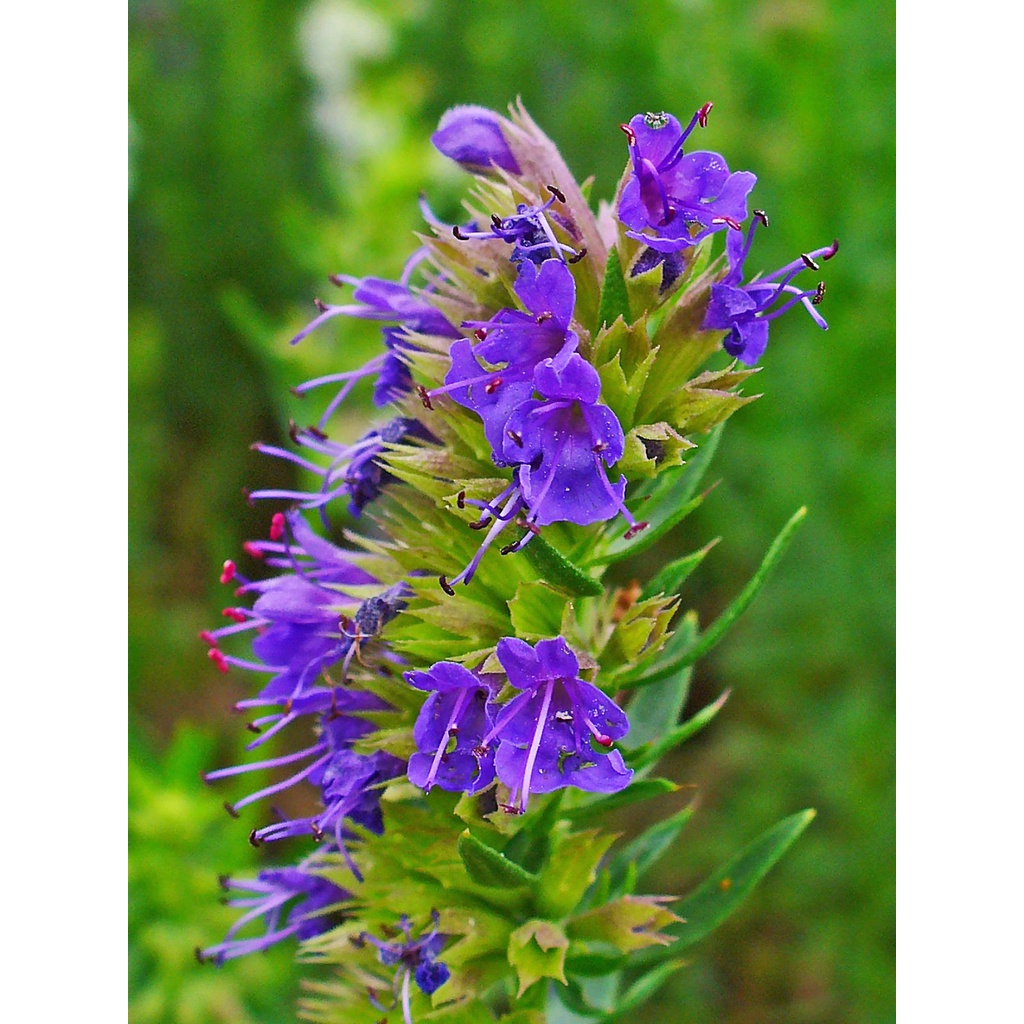 Benih Bibit Biji - Hyssop Hisop (Hyssopus officinalis) Herb Seeds - Sebagai Antiseptik, Pereda Batuk &amp; Ekspektoran - IMPORT