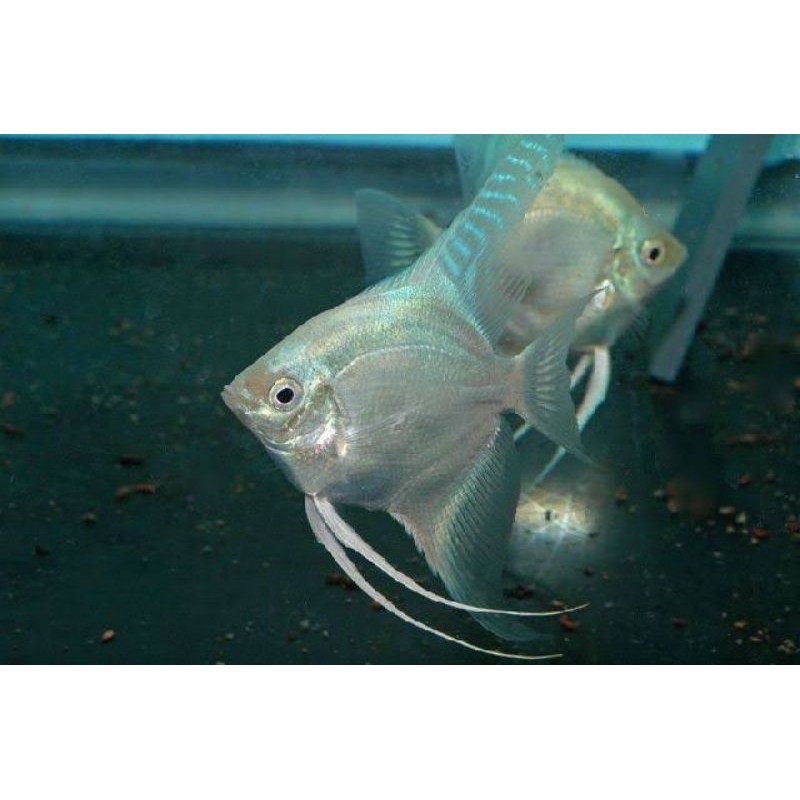 ikan hias manfish altum