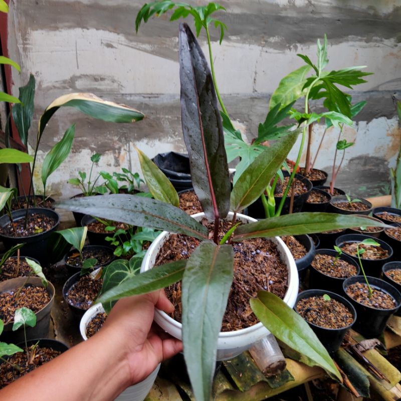 Anthurium Keris hitam