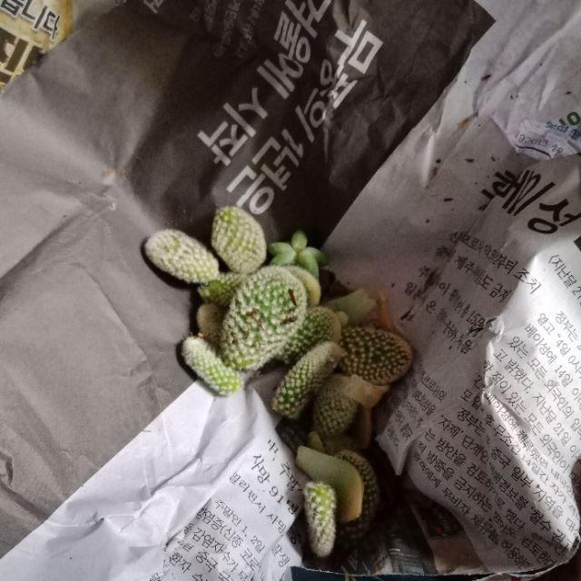 Kaktus Panda 5pcs/150k