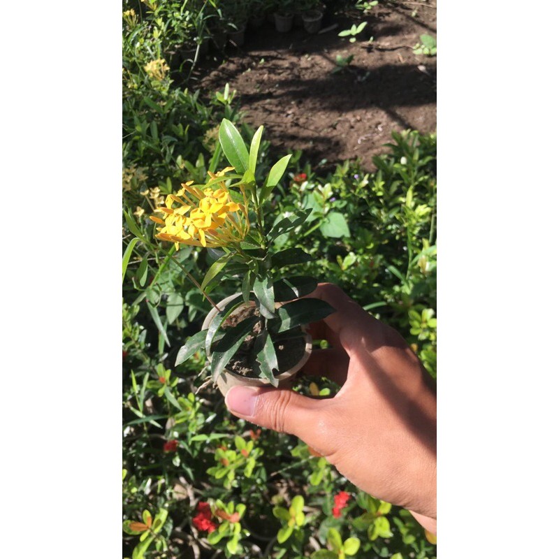 bibit asoka kuning daun kecil/mikro