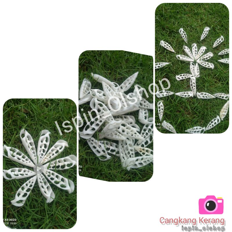 Cangkang kerang hias asli Putih / karawang 50gr