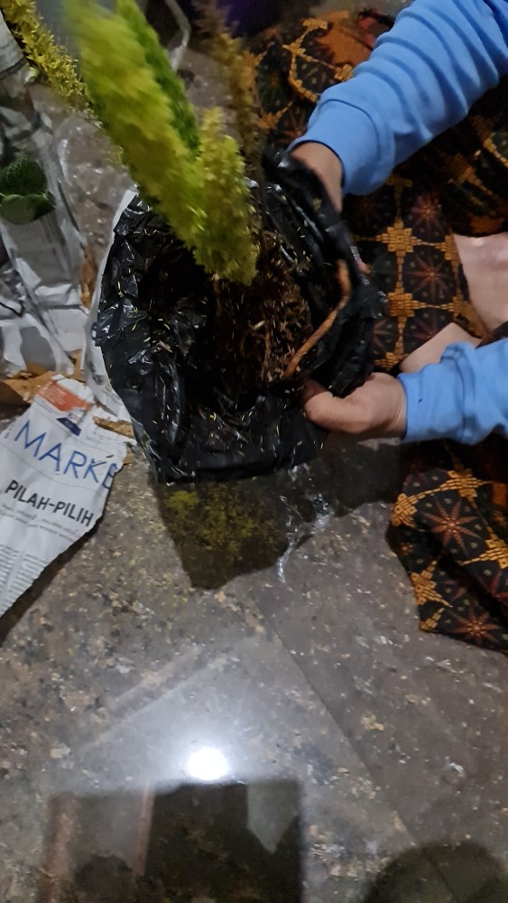 Tanaman Hias Hidup Ekor Tupai - Bibit Tanaman Ekor Tupai