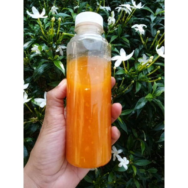 

SAOS SAMBEL JALANGKOTE