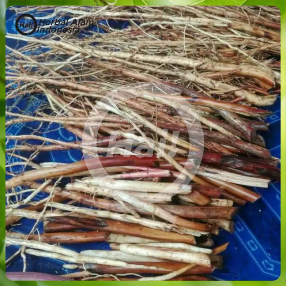 

AKAR PINANG SEGAR 100 GRAM segar HAI STORE
