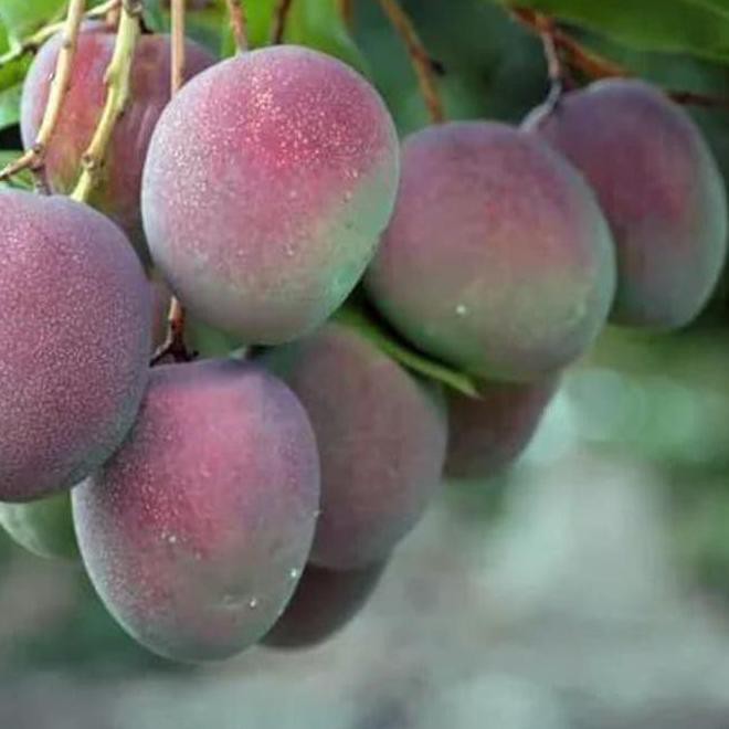 $_$ bibit pohon mangga apel - tanaman buah manggah appel - merah %%##%% @_#