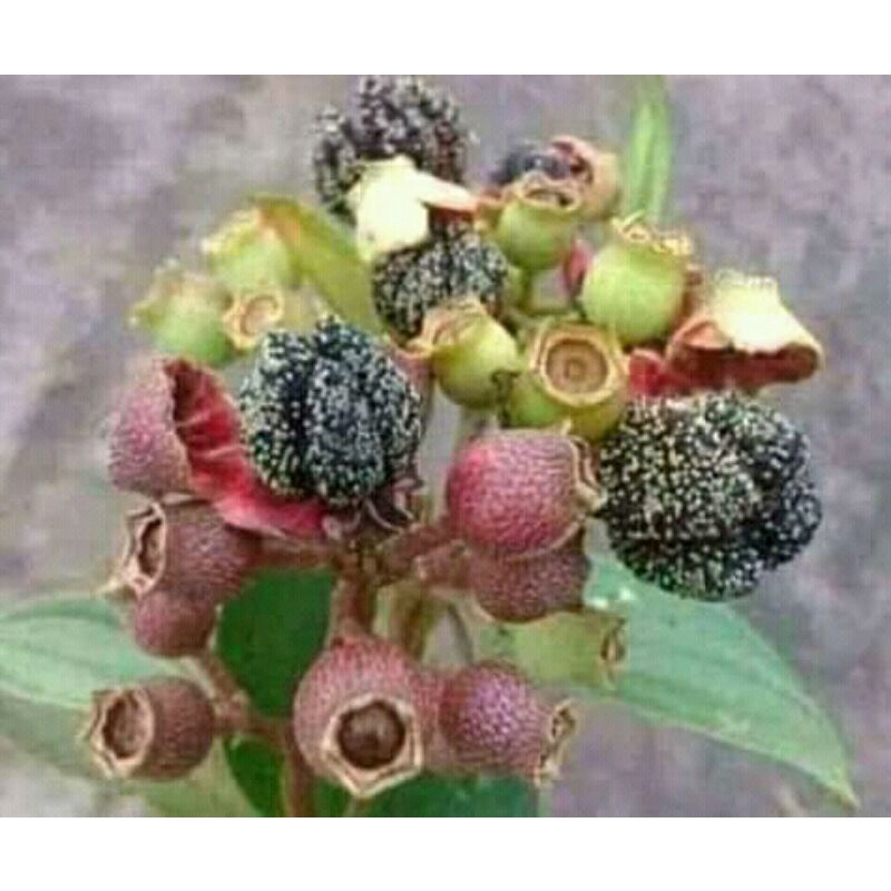 

buah senggani atau harendong 100gr murah