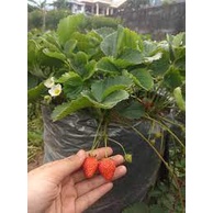 Bibit Strawberry Jumbo
