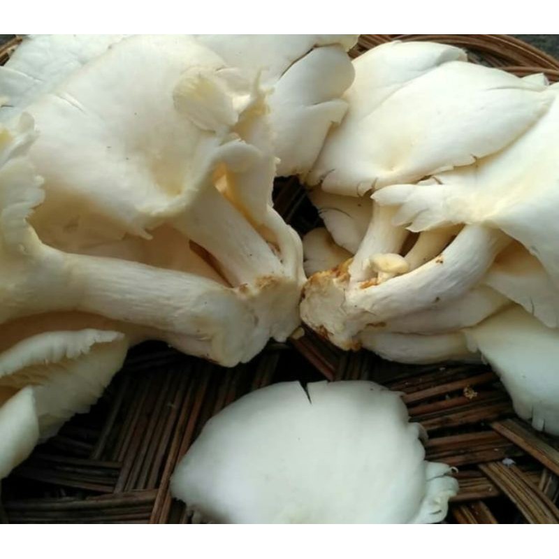 

Sayur Sayuran Jamur Tiram 250 Gram Pasar Segar Depok