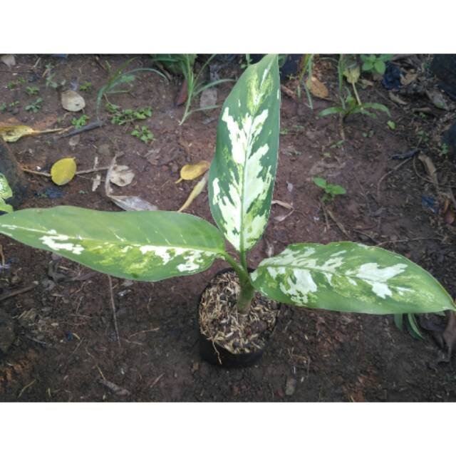 Tanaman hias - blanceng varigata - tanaman pot