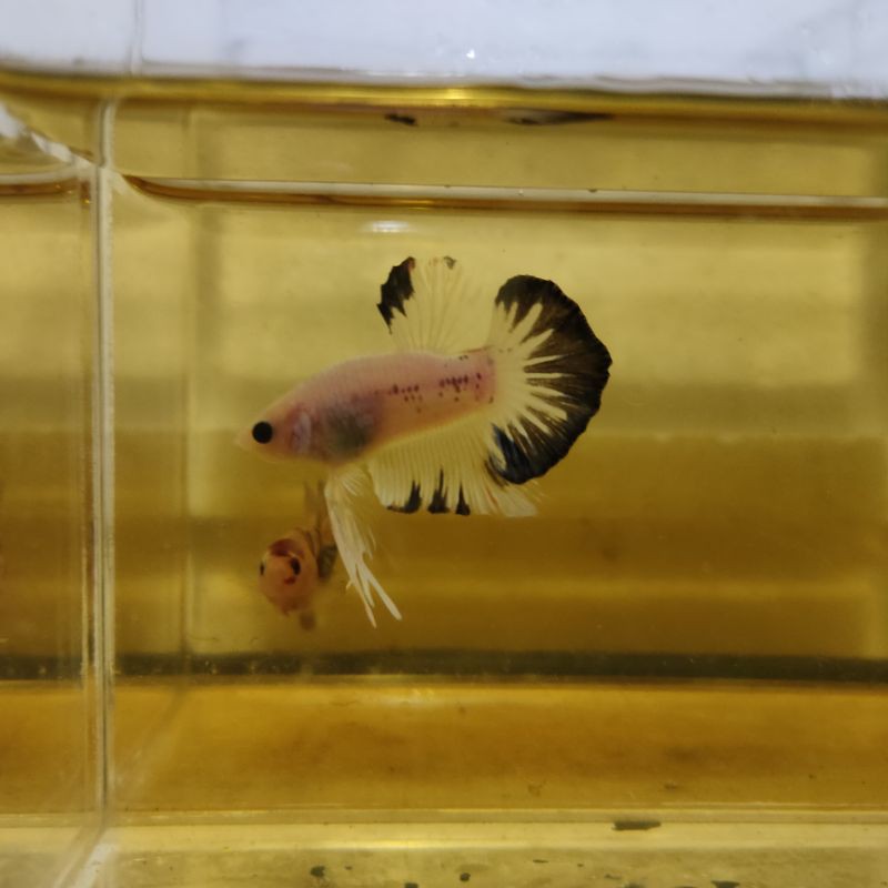 Ikan Cupang Bahanan SNI HMPK Black Rim FOTO dan VIDEO Real