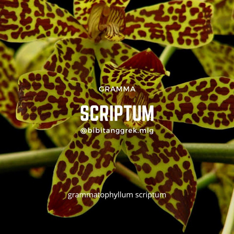 Remaja Gramma Scriptum