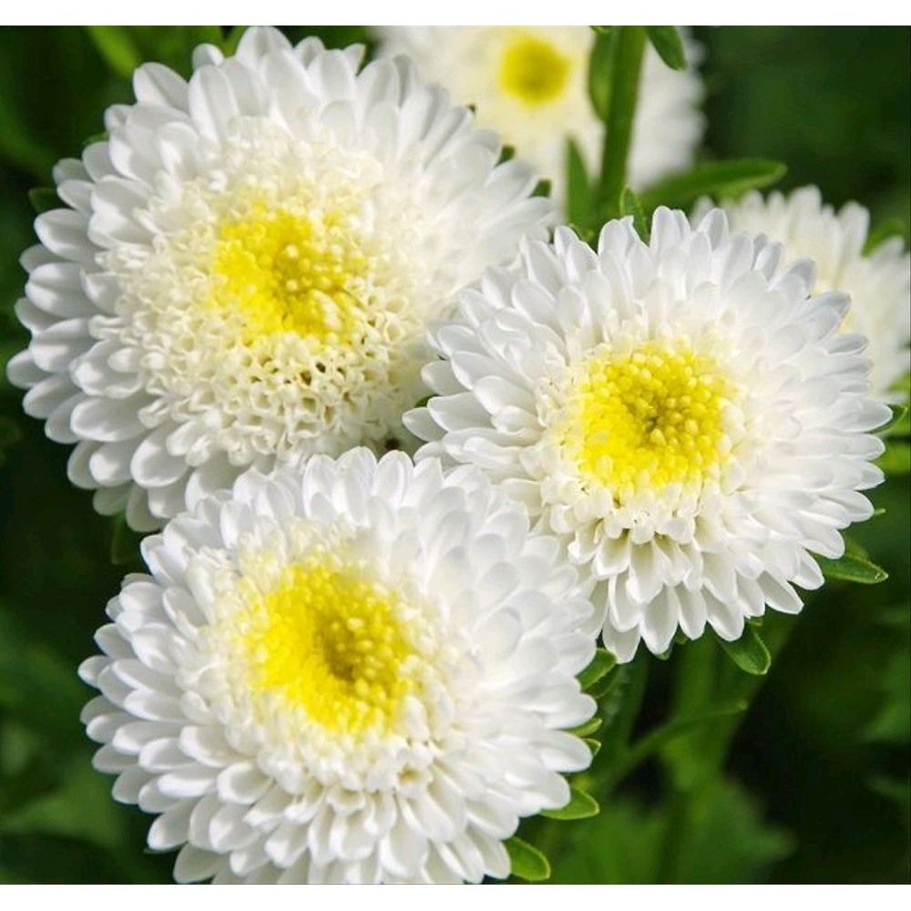 BENIH BIJI BUNGA Aster White 10 biji