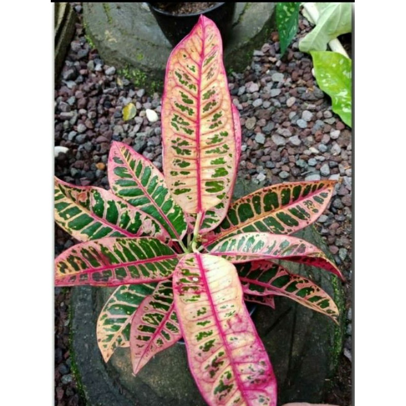 Tanaman Hias Puring Grace Pink