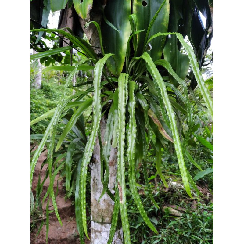 kadaka rumpay kadaka panjang kadaka bintik bintik unik kadaka tempel murah