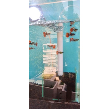 IKAN GUPPY (PLATINUM RED TAIL DUMBO EAR)